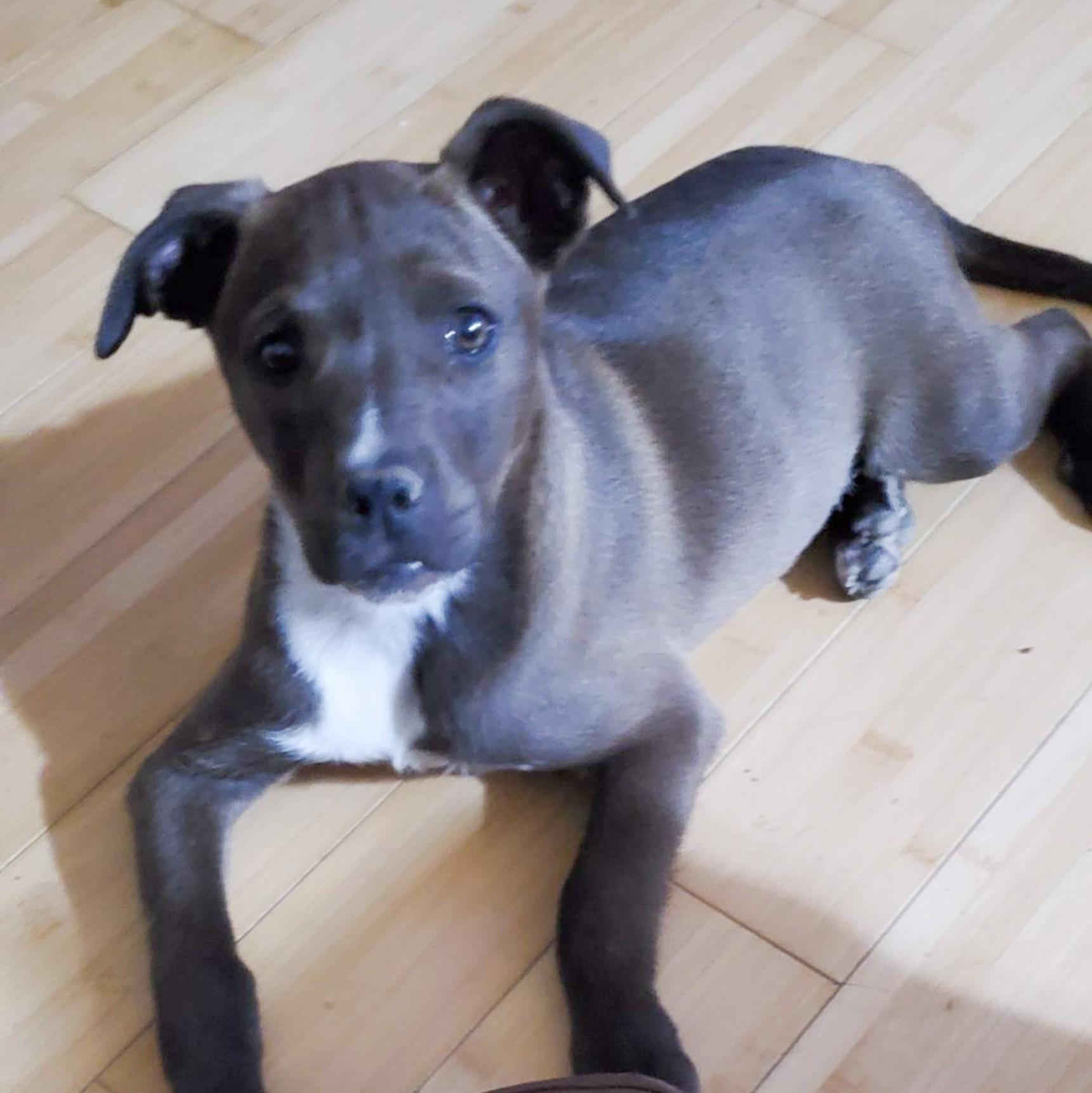 Enlarge Betsy, a Adoptable mixed breed in Albany, NY image 2/2