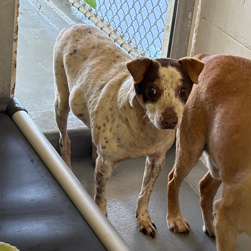 Enlarge Journey, a Adoptable mixed breed in Morganton, NC image 1/2