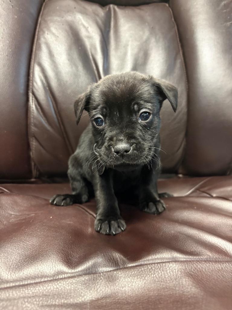 Pipers Piping, Adoptable, Puppy Male Labrador Retriever & Boxer.