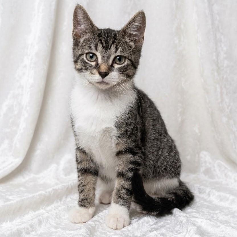 Enlarge Meowster, a Adoptable Domestic Short Hair in Portsmouth, NH image 1/4