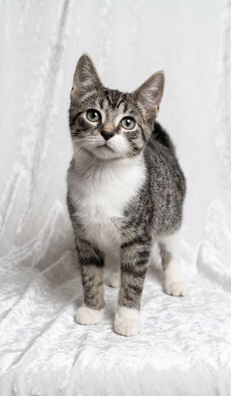 Enlarge Meowster, a Adoptable Domestic Short Hair in Portsmouth, NH image 4/4