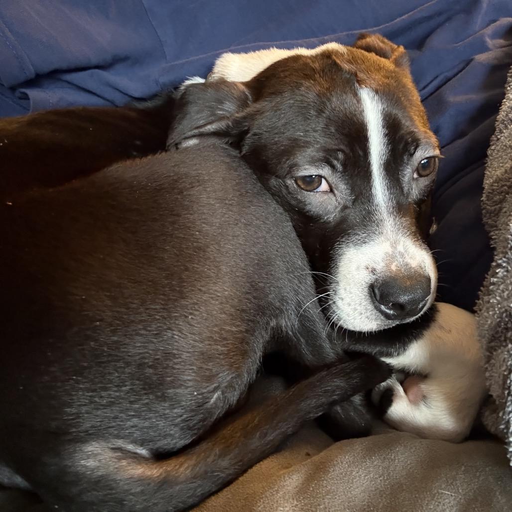 Hudson, Adoptable, Puppy Male Pit Bull Terrier.