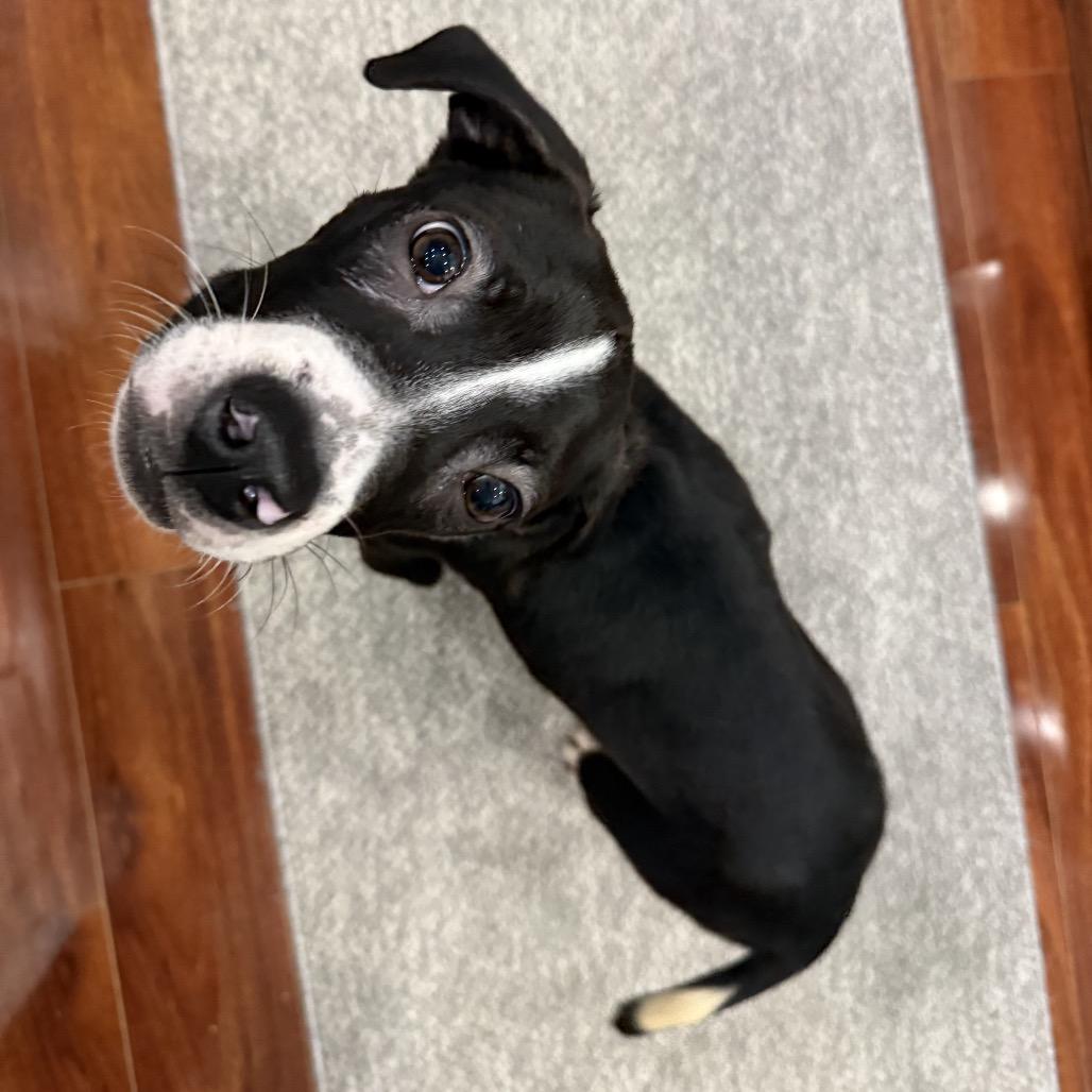 Hudson, a Adoptable Pit Bull Terrier in Northville, MI image 2/6