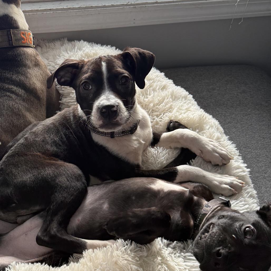 Hudson, a Adoptable Pit Bull Terrier in Northville, MI image 3/6