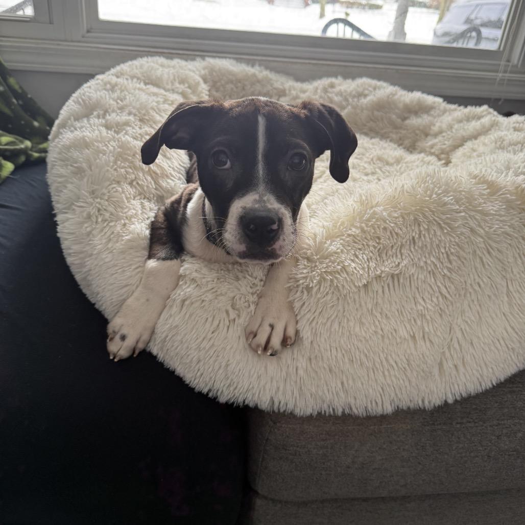 Hudson, a Adoptable Pit Bull Terrier in Northville, MI image 4/6