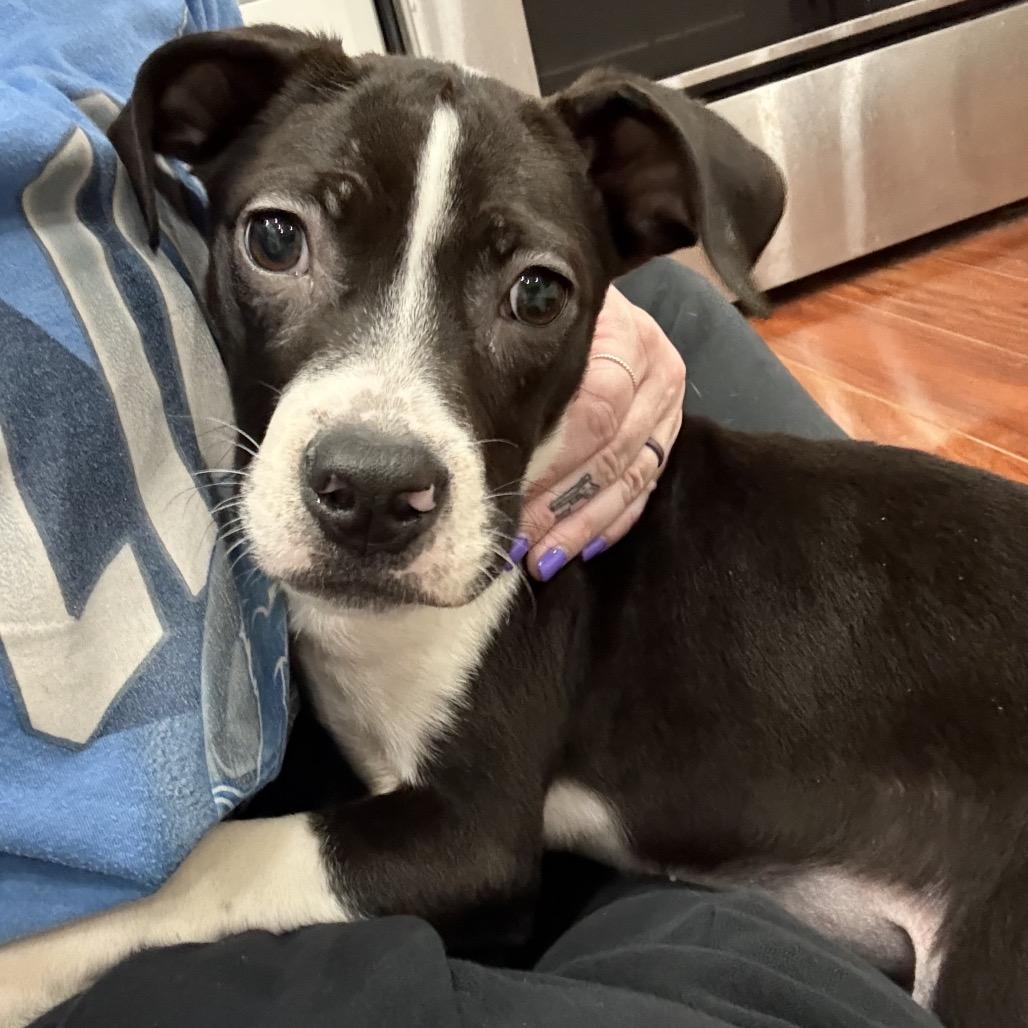 Hudson, a Adoptable Pit Bull Terrier in Northville, MI image 5/6