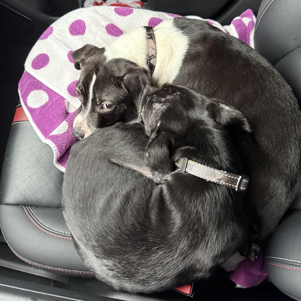 Hudson, a Adoptable Pit Bull Terrier in Northville, MI image 6/6