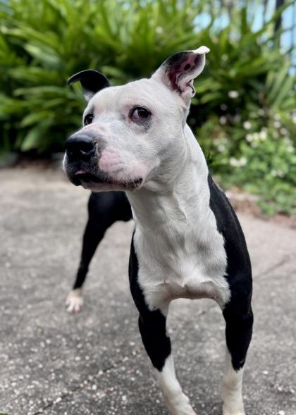 Wiley, Adoptable, Adult Male Pit Bull Terrier & Mixed Breed.