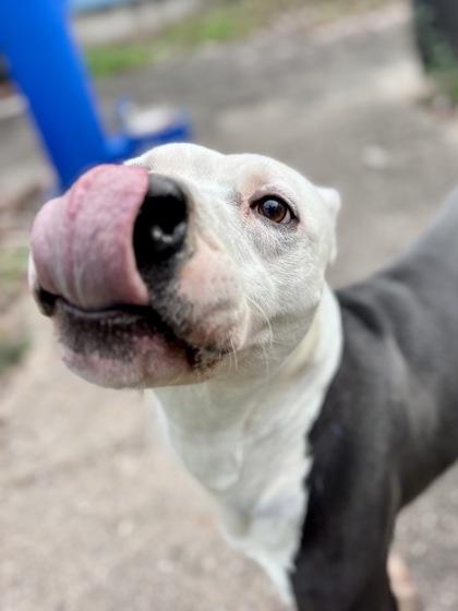 Enlarge Wiley, a Adoptable mixed breed in New Orleans, LA image 2/2