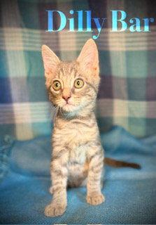 Enlarge Dillybar, a Adoptable Domestic Short Hair in Pleasanton, TX image 1/3