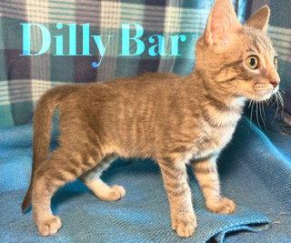 Enlarge Dillybar, a Adoptable Domestic Short Hair in Pleasanton, TX image 2/3