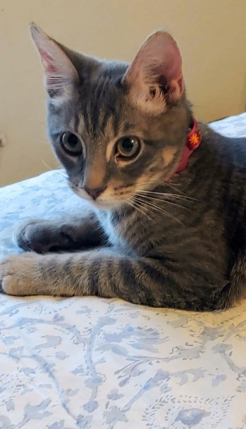 Enlarge Dillybar, a Adoptable Domestic Short Hair in Pleasanton, TX image 3/3
