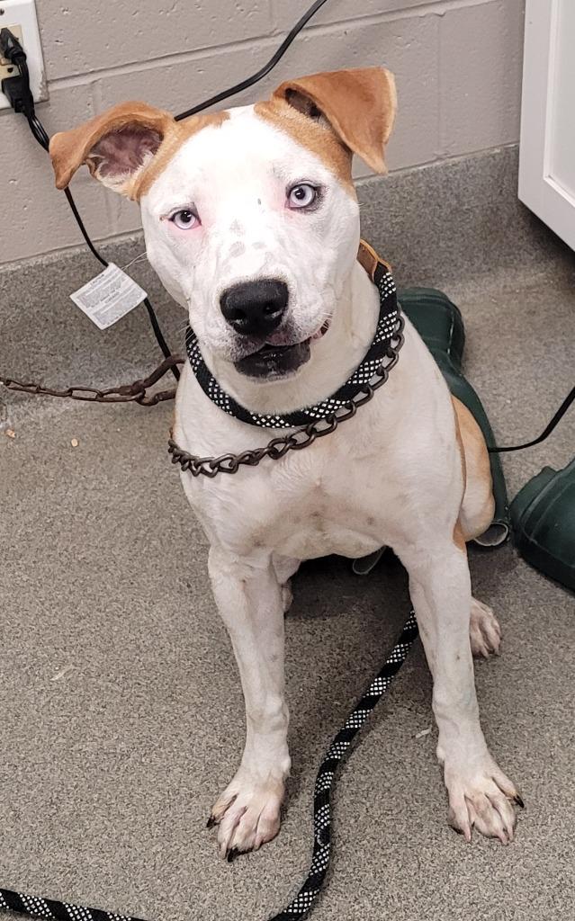 Scotty, Adoptable, Young Male Pit Bull Terrier.
