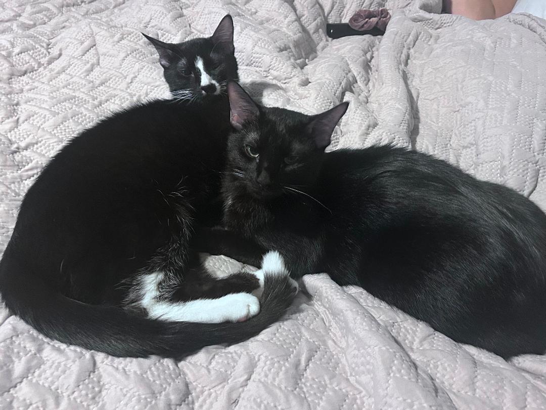 Tipsy, a Adoptable Domestic Short Hair in Frisco, TX image 1/3