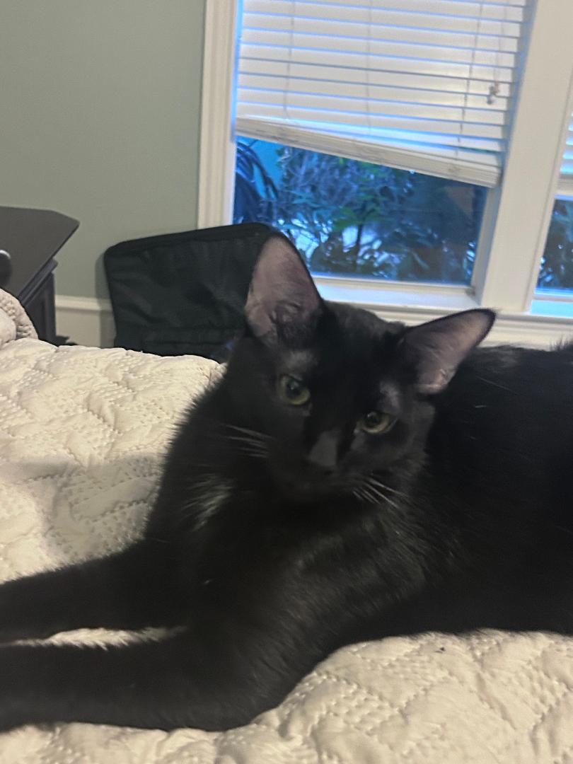 Tipsy, a Adoptable Domestic Short Hair in Frisco, TX image 3/3