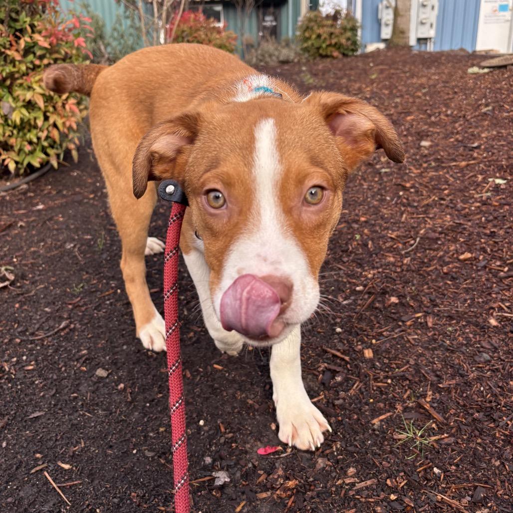 Vixen, Adoptable, Puppy Male Australian Shepherd & Border Collie.