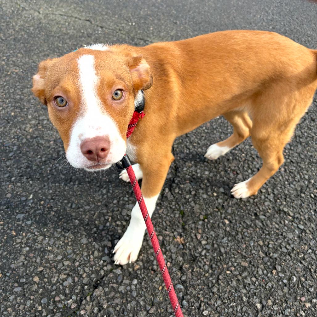 Vixen, a Adoptable mixed breed in Newberg, OR image 2/6