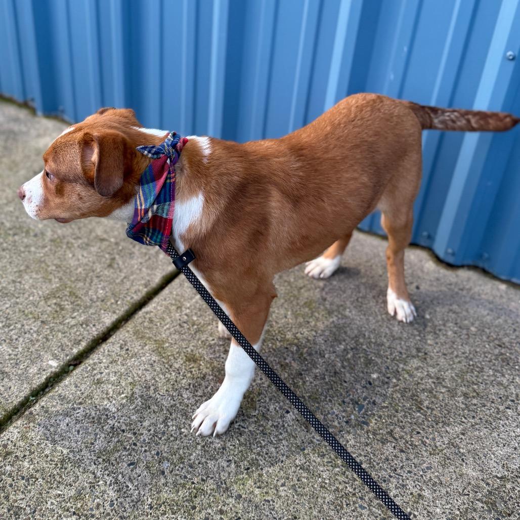 Vixen, Adoptable, Puppy Male Australian Shepherd & Border Collie.