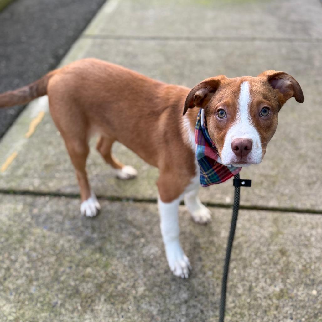 Vixen, a Adoptable mixed breed in Newberg, OR image 3/6