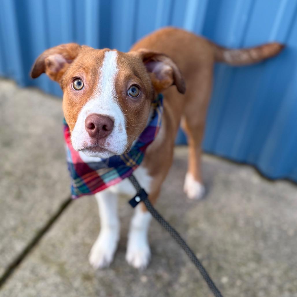 Vixen, a Adoptable mixed breed in Newberg, OR image 4/6