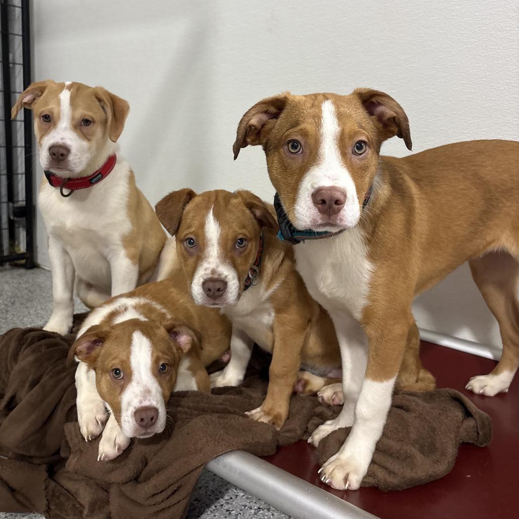 Vixen, a Adoptable mixed breed in Newberg, OR image 5/6