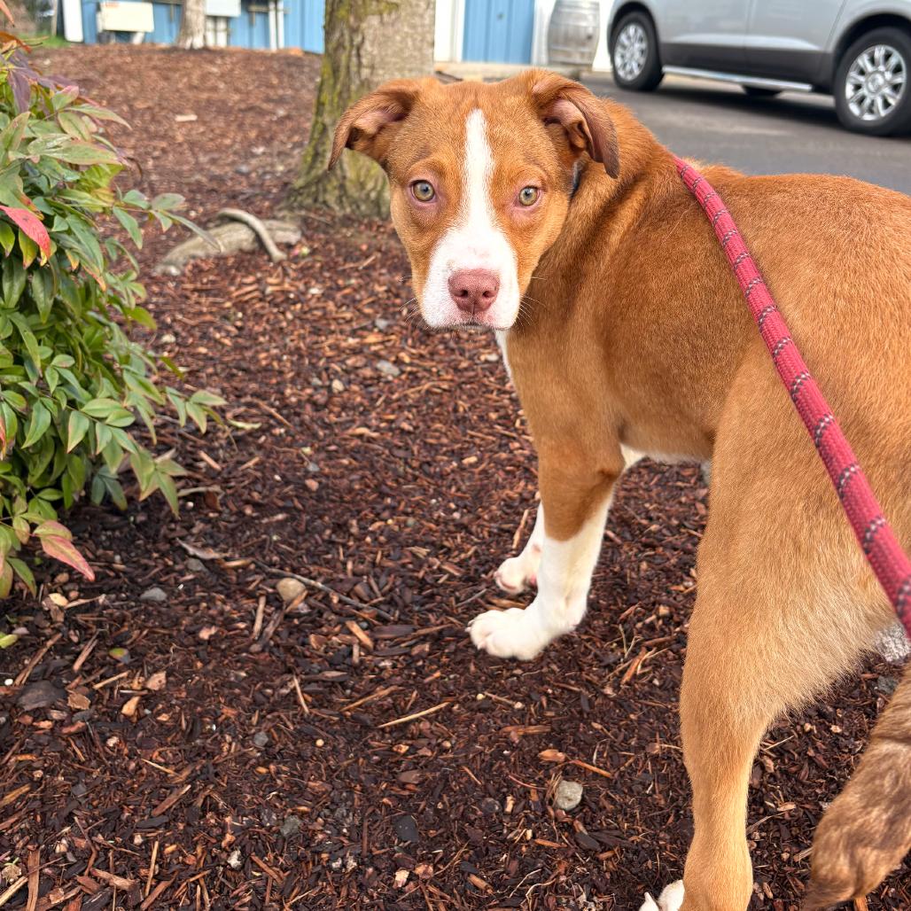 Vixen, a Adoptable mixed breed in Newberg, OR image 6/6