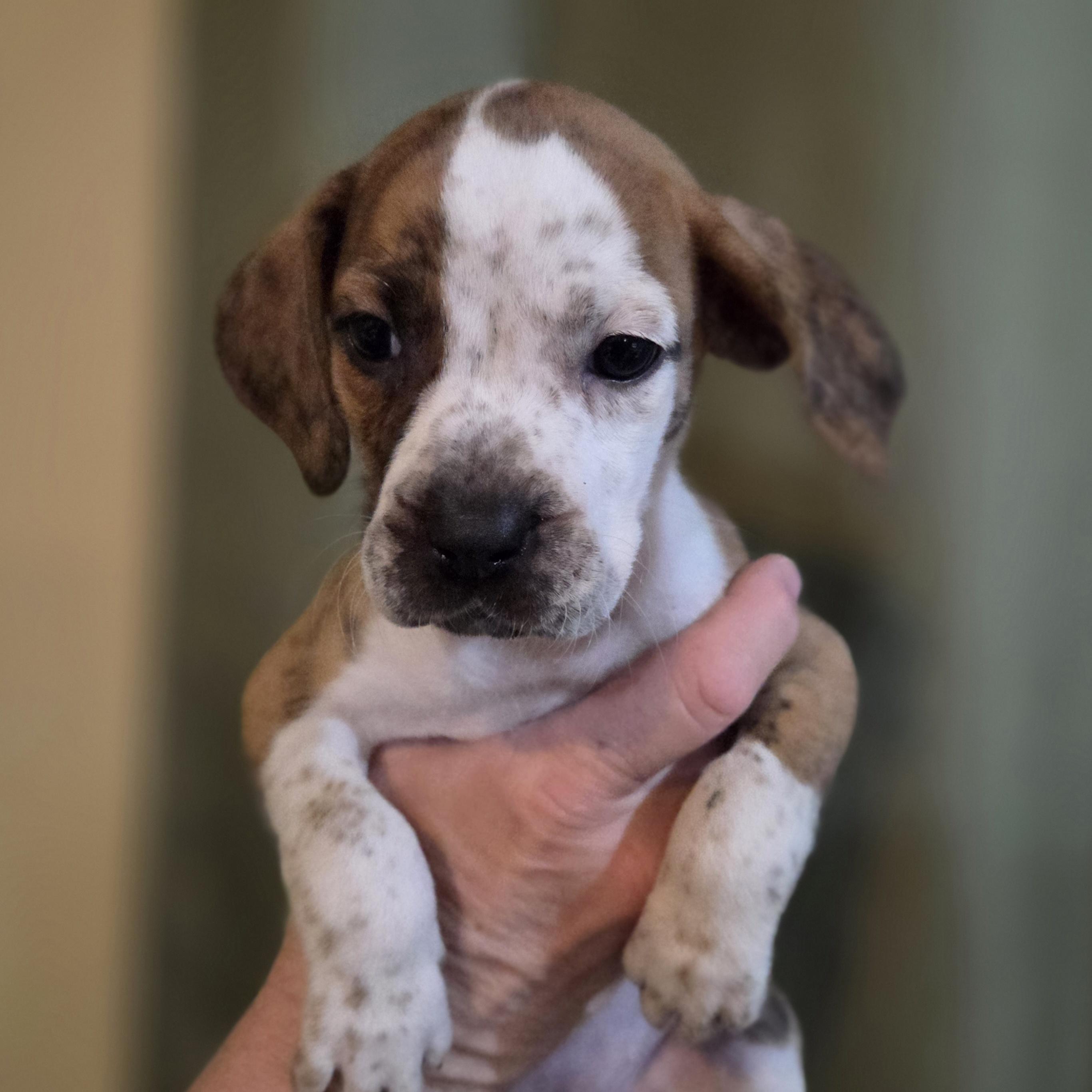 Blue tick/American Bulldog female puppies, ADOPTABLE, Puppy Female Bluetick Coonhound & American Bulldog.