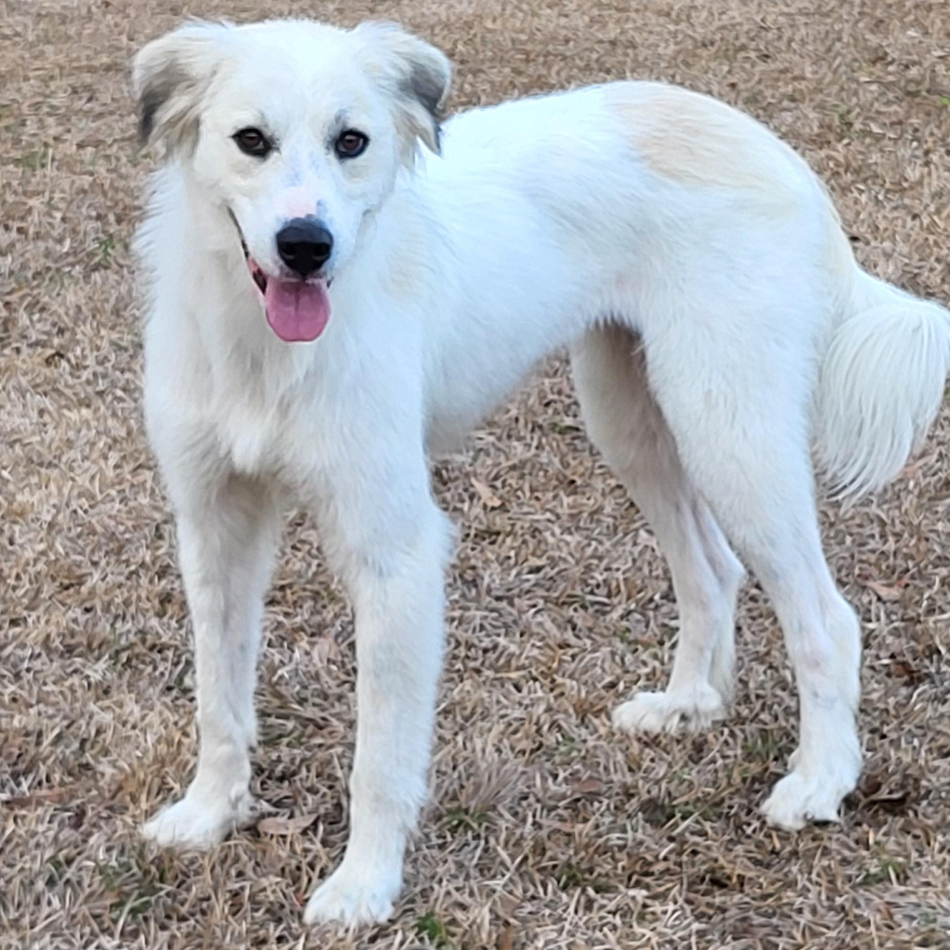 Enlarge Petunia , an adopted Great Pyrenees in Marion, MS image 1/1