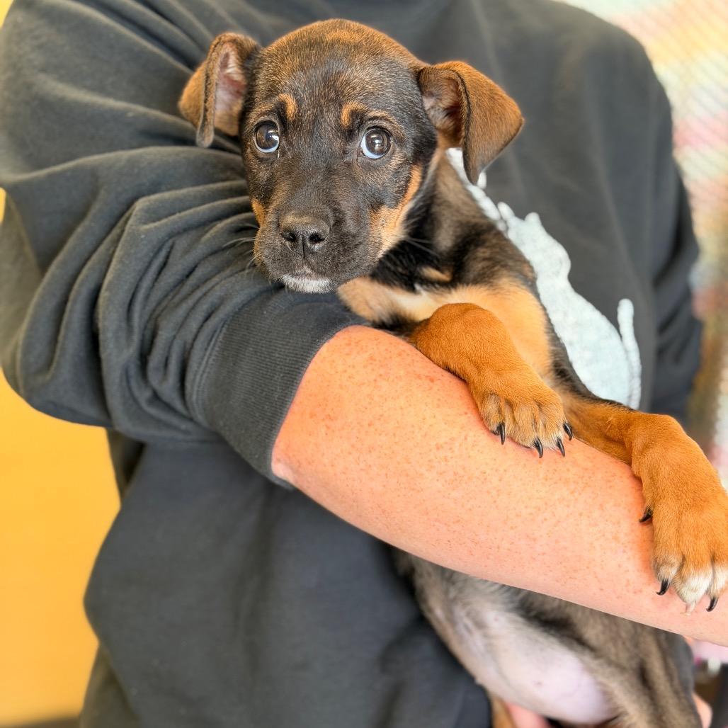 Millie Mae, Adoptable, Puppy Female Mixed Breed.