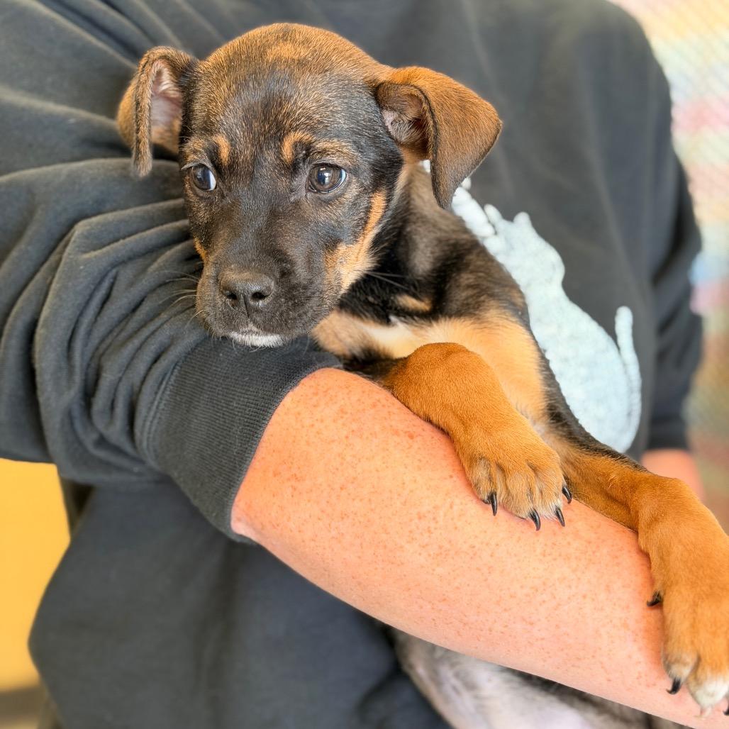 Millie Mae, a Adoptable Mixed Breed in Sand Springs, OK image 2/3