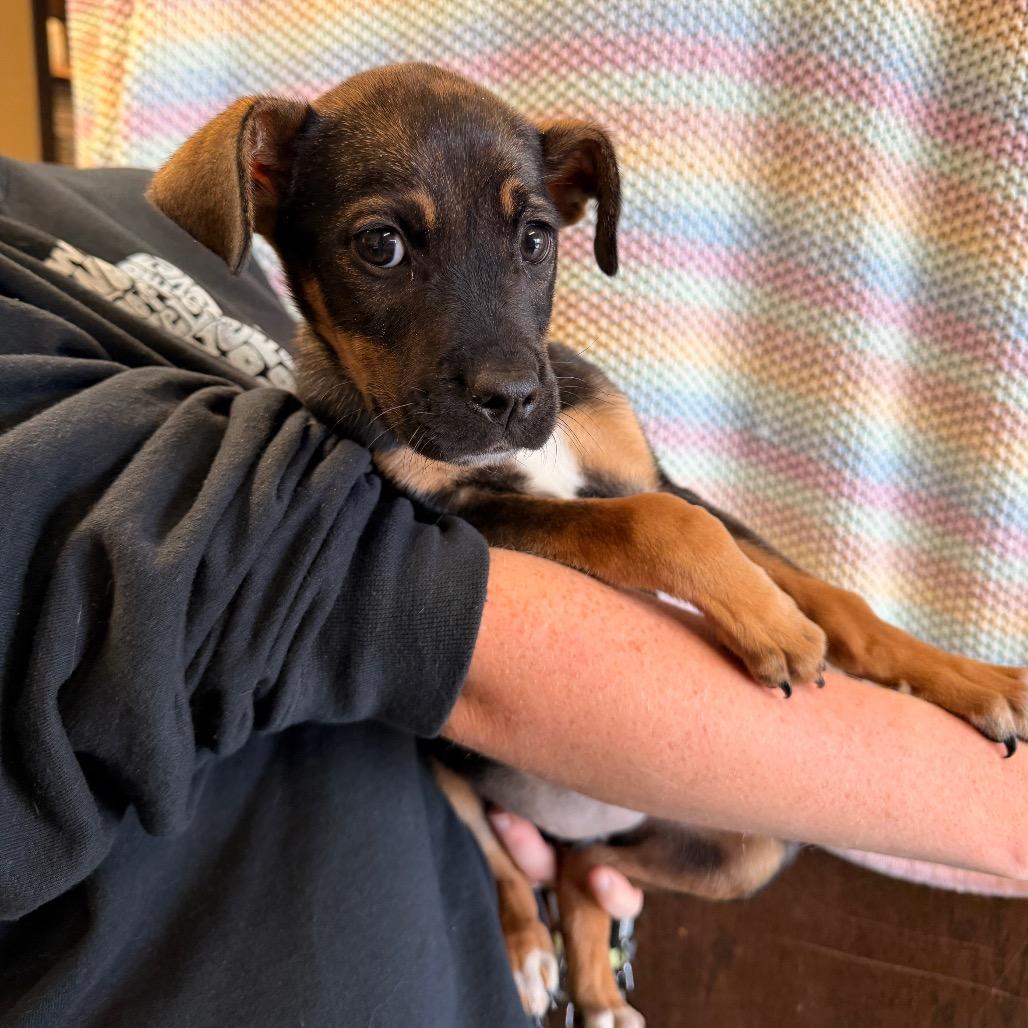 Millie Mae, a Adoptable Mixed Breed in Sand Springs, OK image 3/3