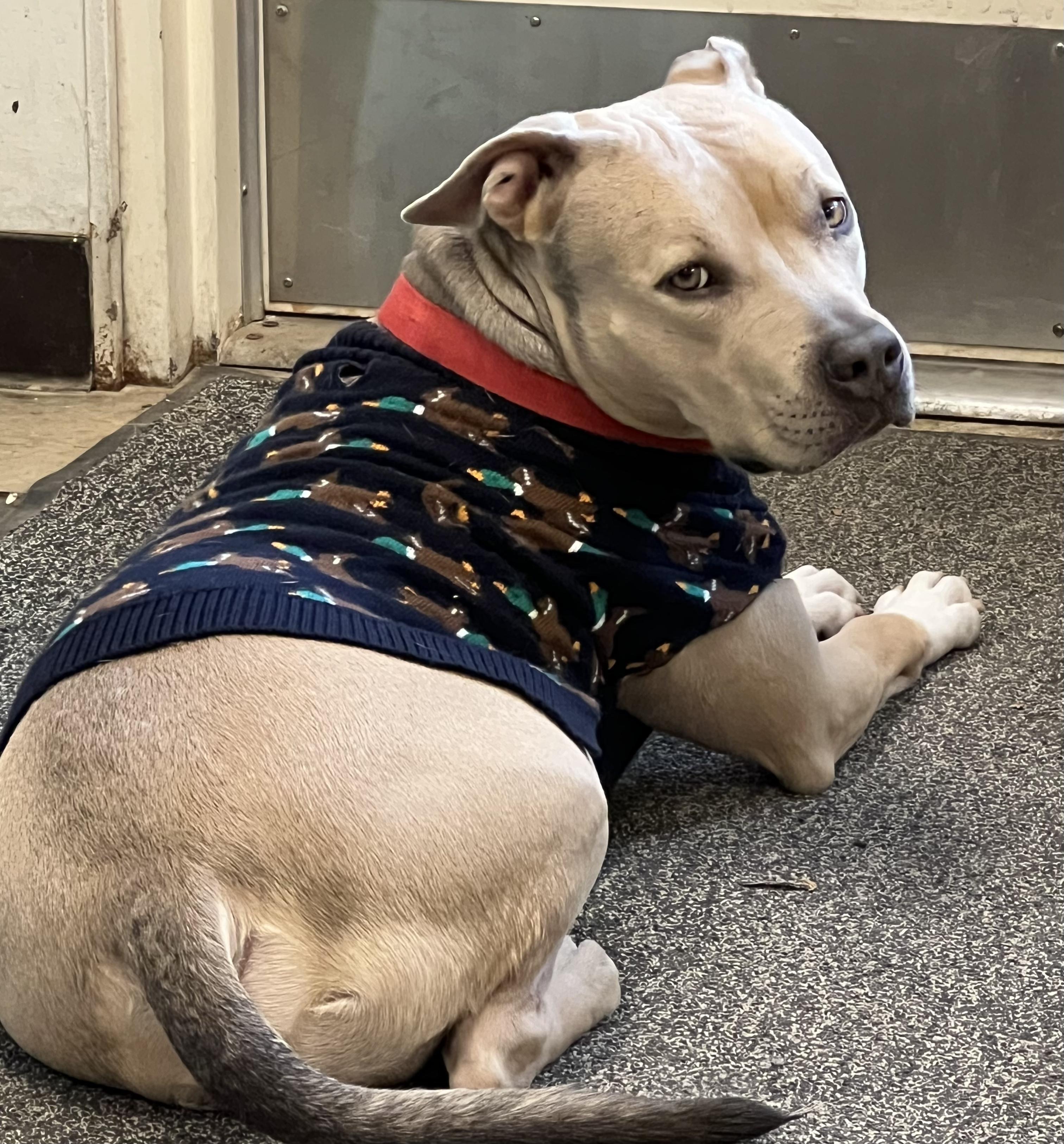 Callum — thumbnail 2