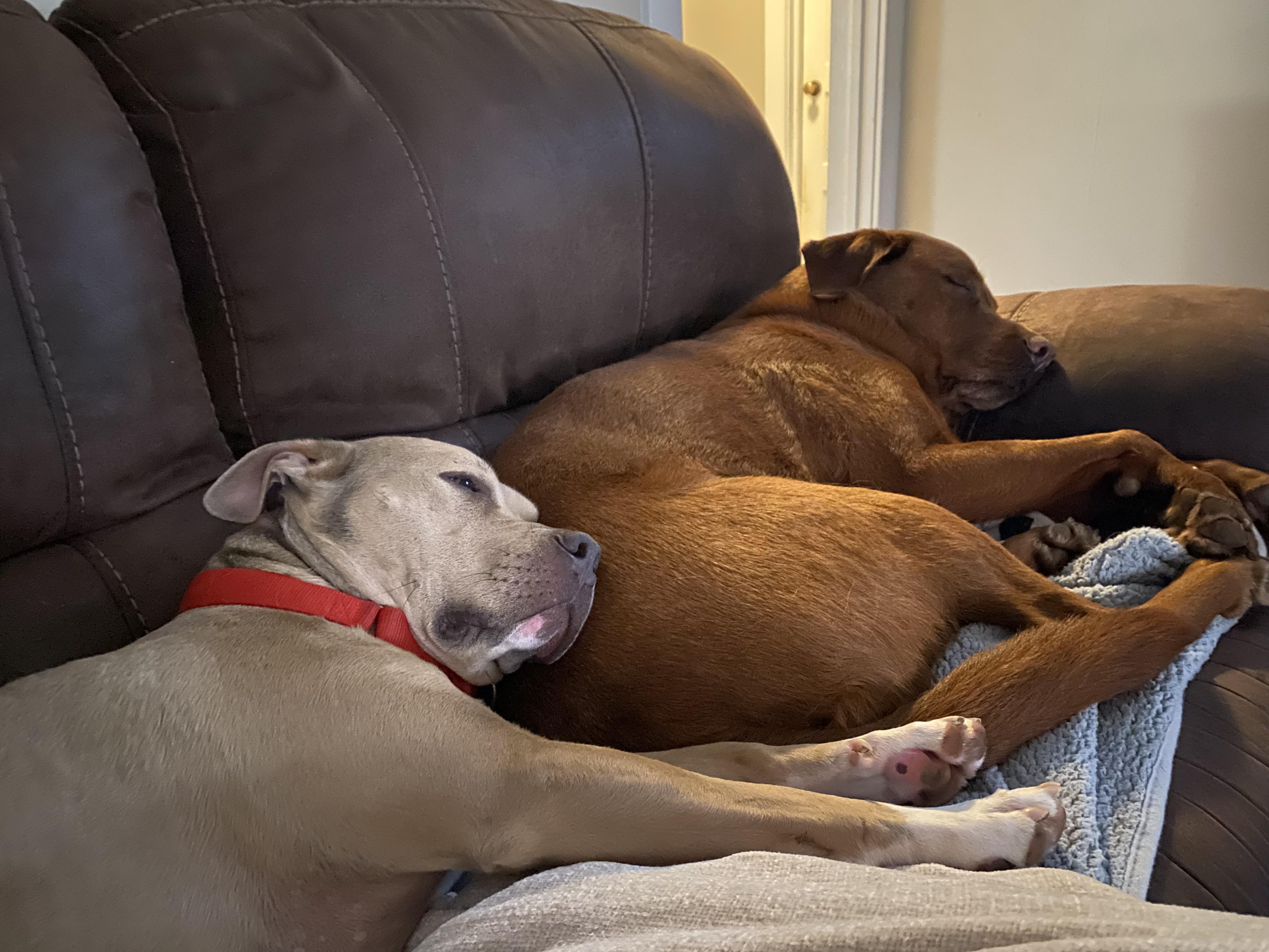 Callum — thumbnail 6