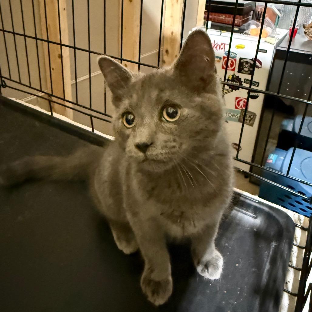 Enlarge Syrah, a Adoptable Domestic Short Hair in Hedgesville, WV image 1/2