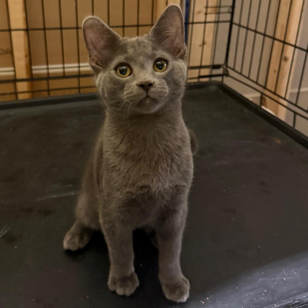 Enlarge Syrah, a Adoptable Domestic Short Hair in Hedgesville, WV image 2/2