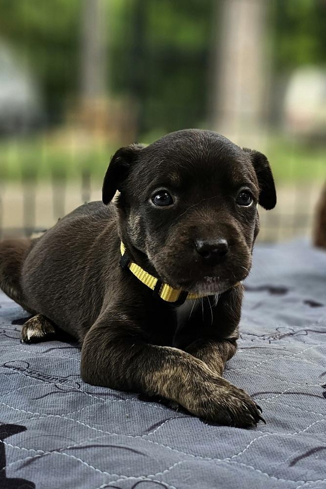 Peppermint Patty, Adoptable, Adult Female Australian Shepherd & Labrador Retriever.