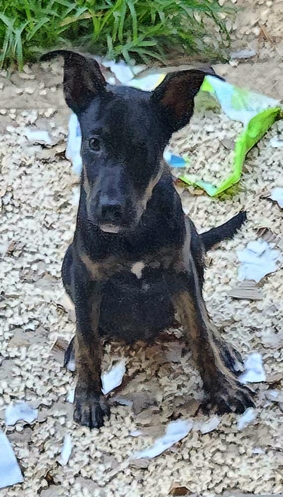 Peppermint Patty, Adoptable, Adult Female Australian Shepherd & Labrador Retriever.