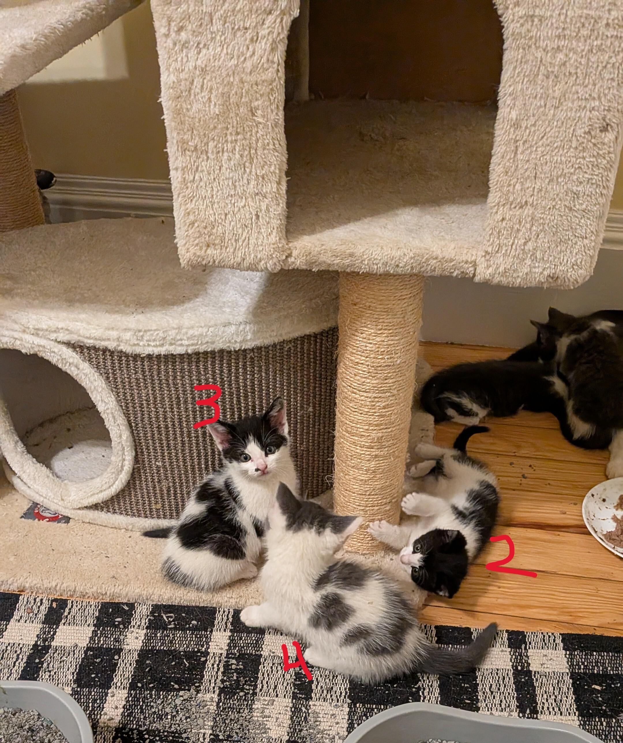 Enlarge Tulip's Kittens, a Adoptable Domestic Short Hair in Waltham, MA image 1/5