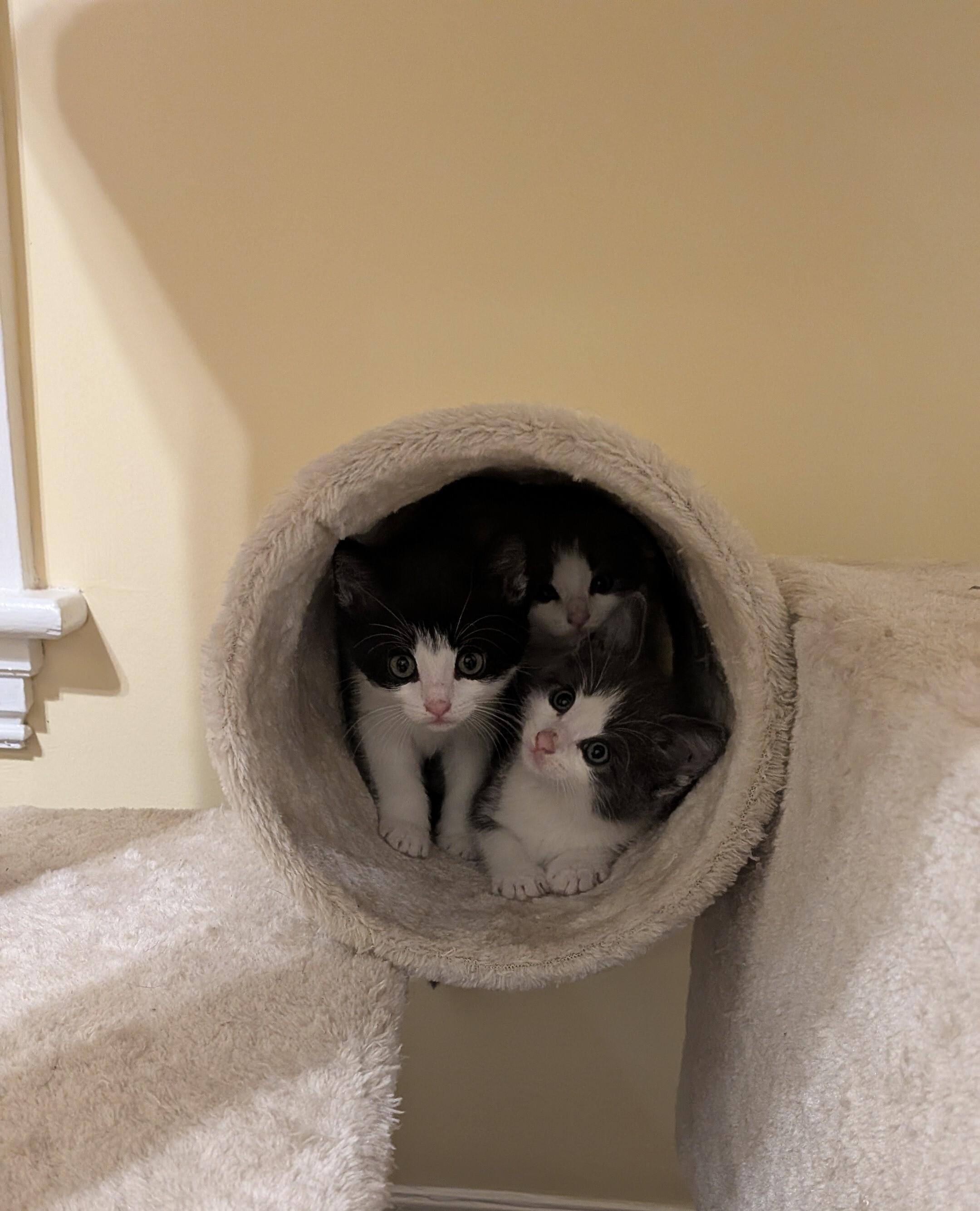 Enlarge Tulip's Kittens, a Adoptable Domestic Short Hair in Waltham, MA image 3/5