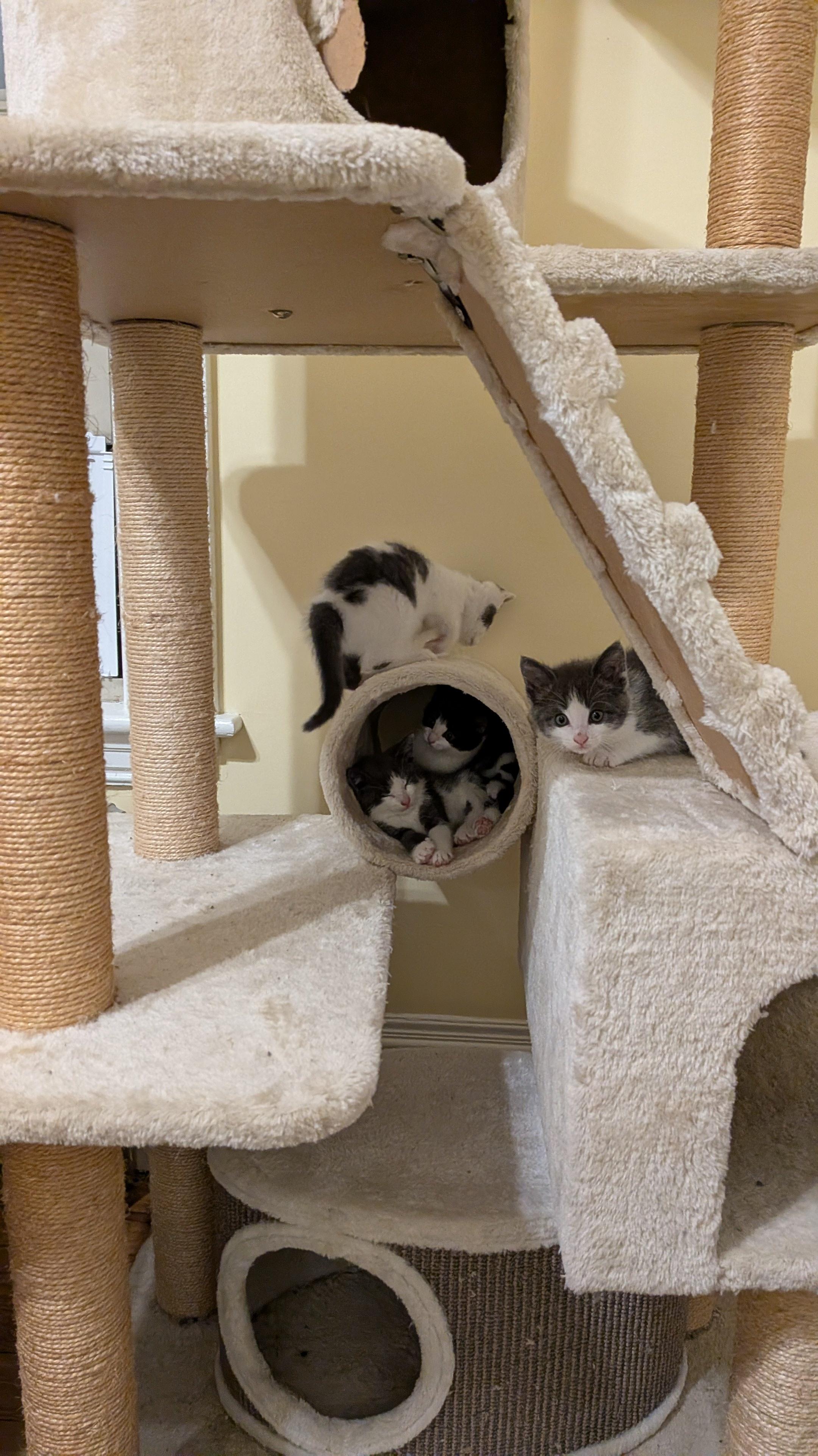 Enlarge Tulip's Kittens, a Adoptable Domestic Short Hair in Waltham, MA image 4/5