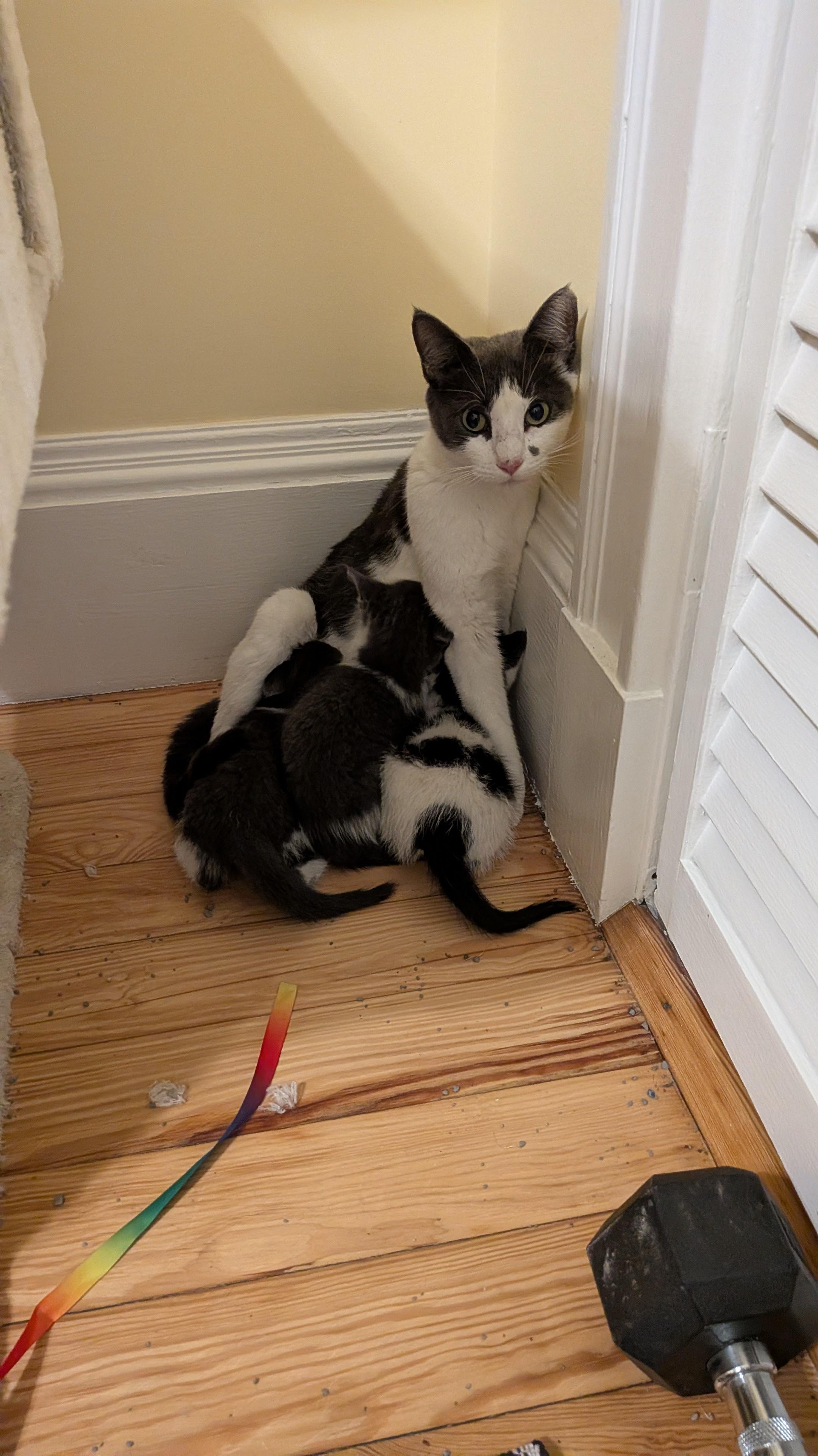 Enlarge Tulip's Kittens, a Adoptable Domestic Short Hair in Waltham, MA image 2/5