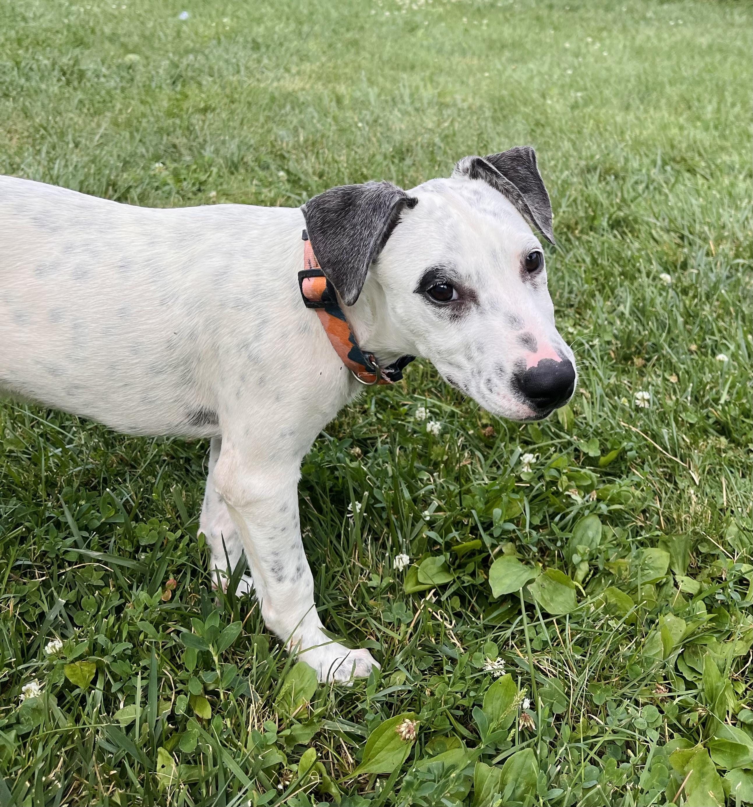 Dog for adoption - Forrest, an Australian Cattle Dog / Blue Heeler Mix ...