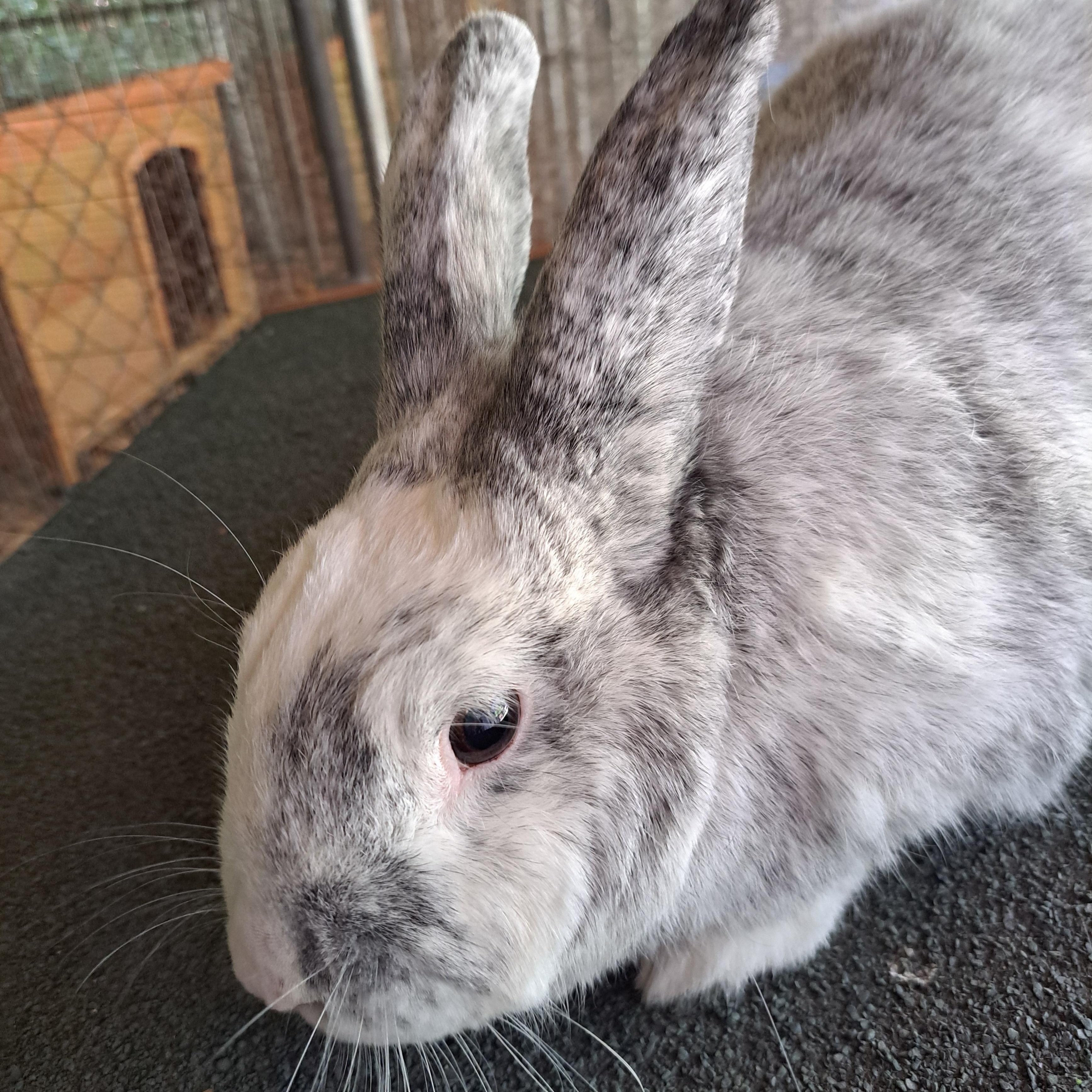 Bugs Bunny American Rabbit