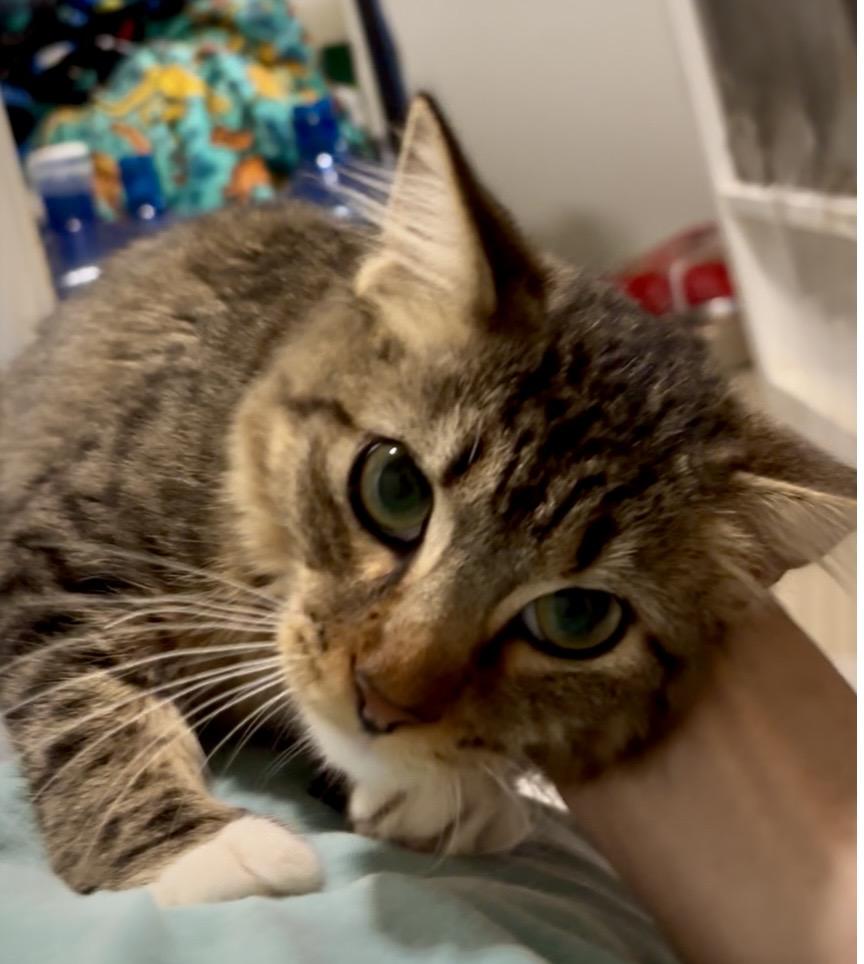 Floof, an adopted mixed breed in Hopkinton, MA image 2/2