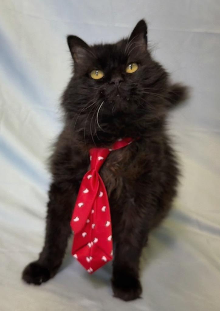 Cereal, ADOPTABLE, Senior Male Domestic Long Hair.