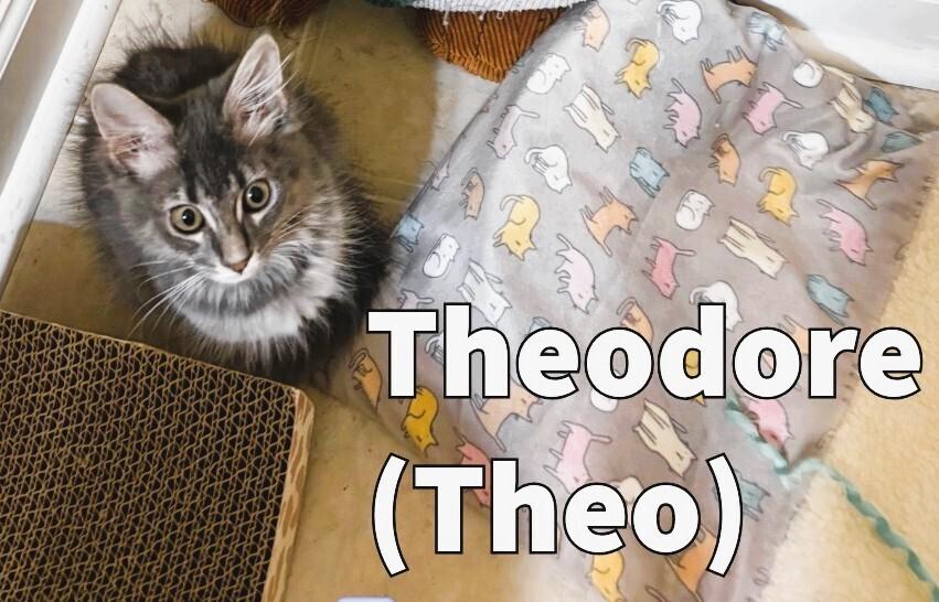 Enlarge Theodore "Theo", a Adoptable mixed breed in Mooresville, NC image 2/2
