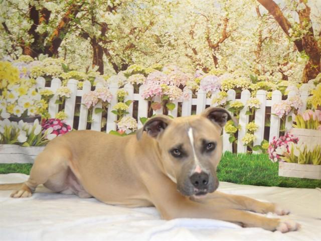 Enlarge TYSON, a Adoptable mixed breed in Oroville, CA image 1/1