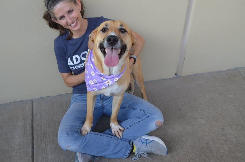 Millie, Adoptable, Young Female Labrador Retriever.