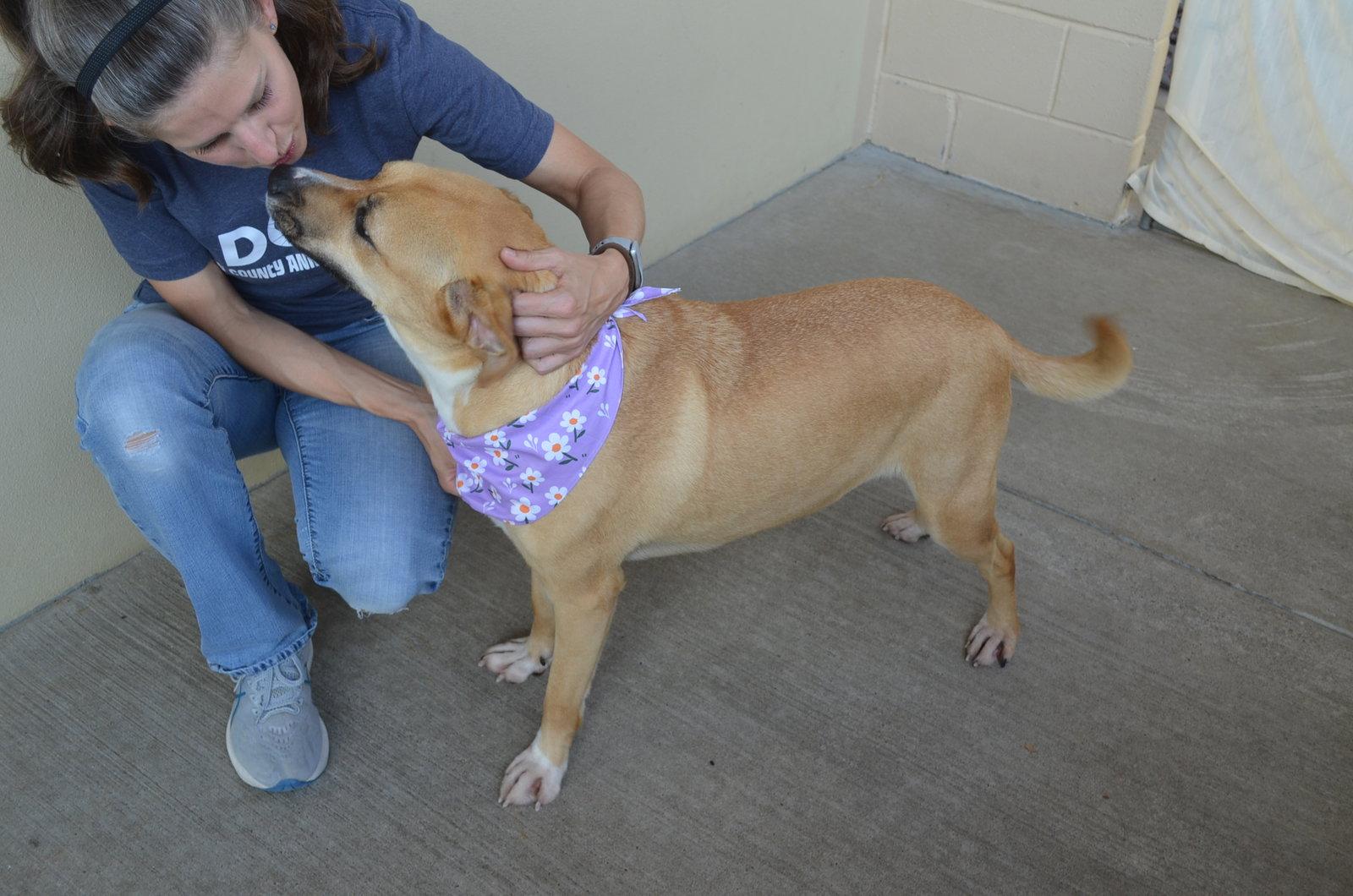 Enlarge Millie, a Adoptable Labrador Retriever in McKinney, TX image 2/3