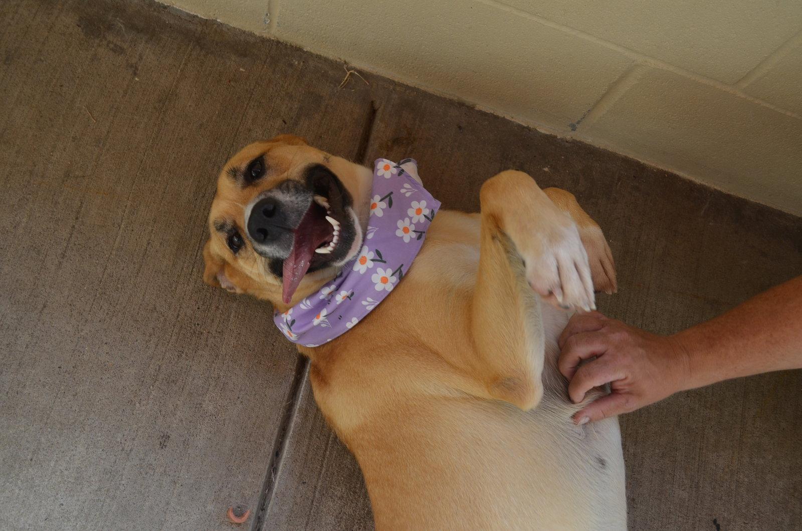 Enlarge Millie, a Adoptable Labrador Retriever in McKinney, TX image 3/3